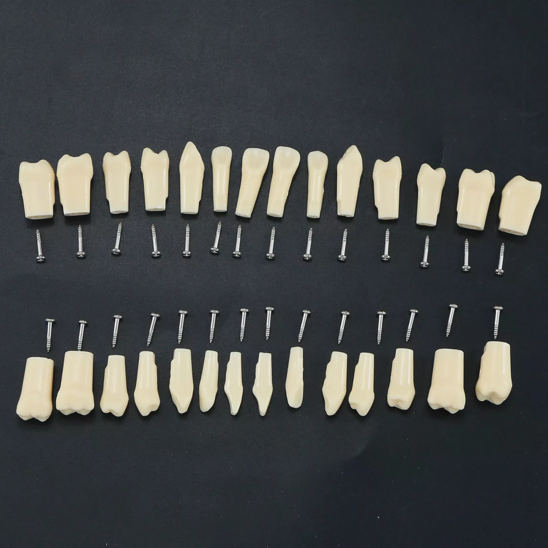 Dental Replacement Teeth Typodont Teeth Set of 28 Teeth for Kilgore Nissin 500