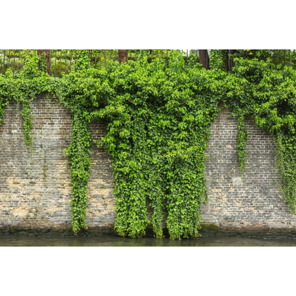 Vintage Brick Wall Photography Backdrop Stone Wall Green Leaves Baby Birthday Kid Portrait Wedding Decor Background Photo Studio
