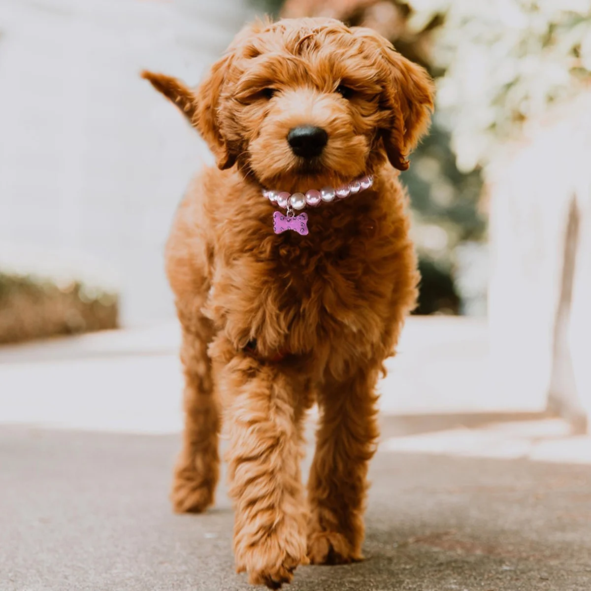 

Pet For Dog Cat Bowknot Pearl Jewelry Light Purple White Party Costume Photo Holiday Gift Accessory Dogs Cats Pearls