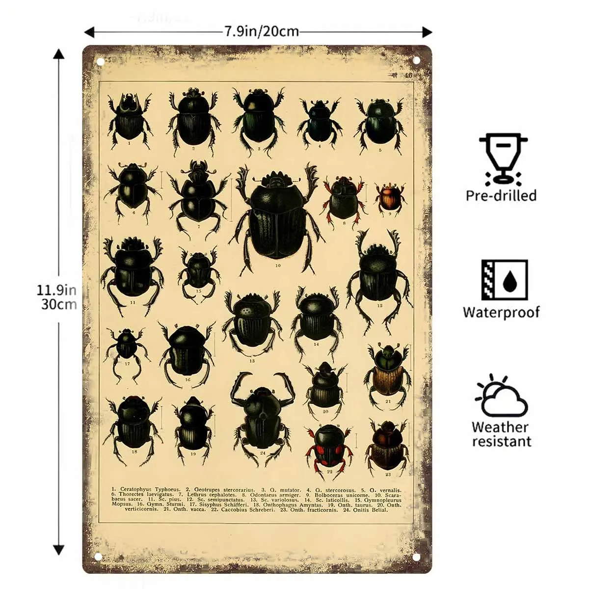2D FLAT 1pc Vintage Beetle Insect Collection Scientific Illustration Metal Wall Sign Decoration for Home Cafe Garage Bedroom
