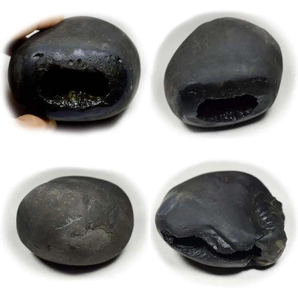 

Wholesale High-Quality 55-Carat Shaligram Stone from Gandaki River, Nepal, Fossil, Lord Vishnu, A+ Grade, Authentic Original