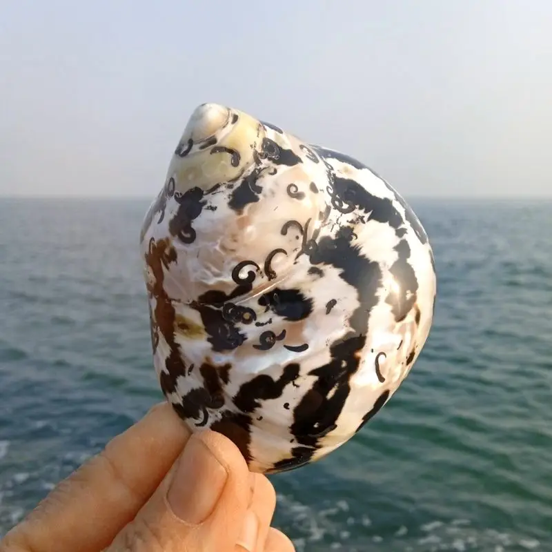 Turbo sarmaticus,Natural Conch Shell Aquarium Fish Specimen,South Africa salamander, Snail Collection, Home Decoration