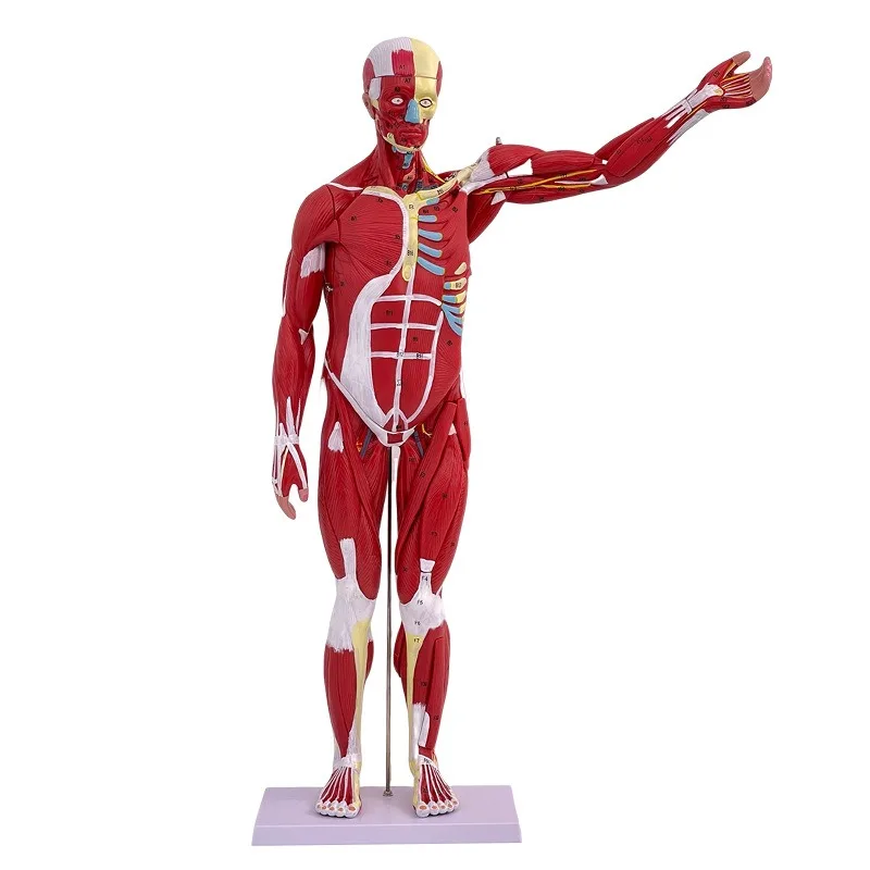 27 Parts 80cm Human Muscles Viscera Heart Liver Lung Anatomical Model