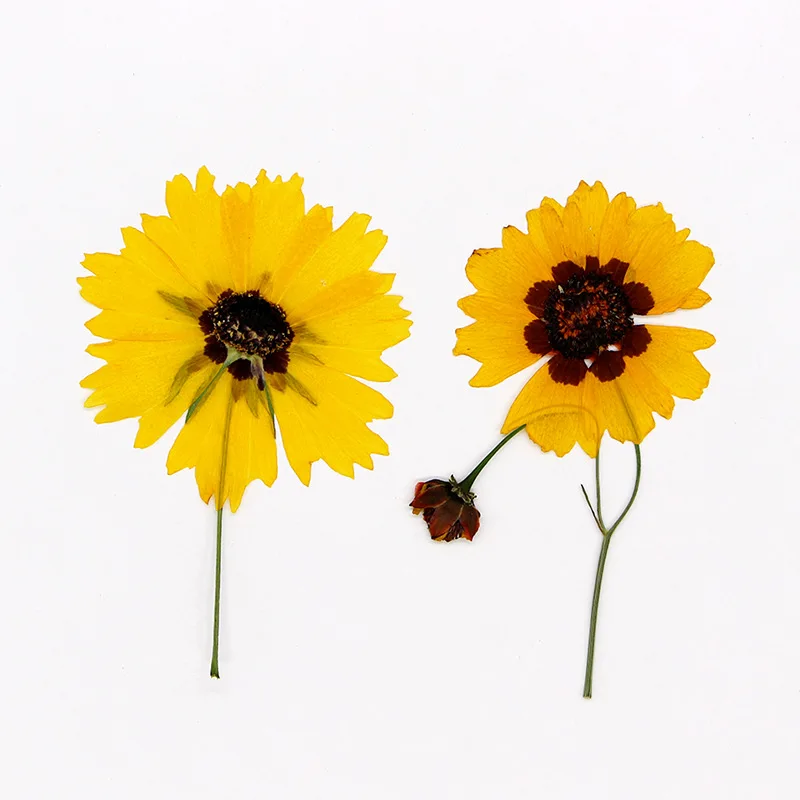 60pcs Pressed Dried Coreopsis Tinctoria Flower Herbarium For Resin Epoxy Jewelry Card Bookmark Frame Phone Case Makeup Lamp
