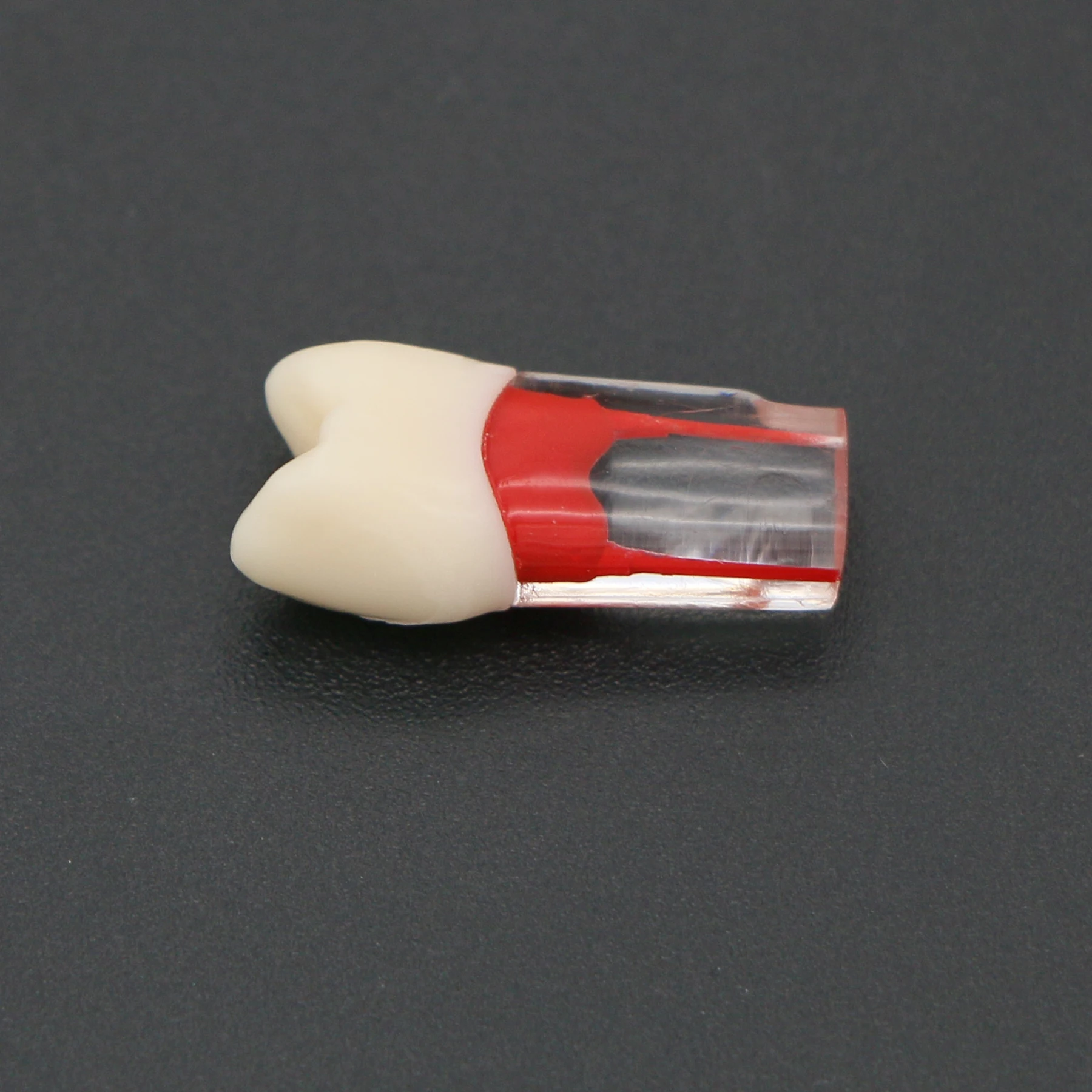 Dental Teeth Model Endo Root Canal Models for RCT Practice UL4 First Bicuspid Typodont Set