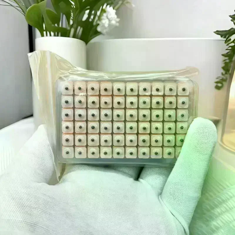 /JCS/600Pcs/Bag Auricular Auriculotherapy Vaccaria Ear Acupuncture Massage Therapy Needle Patch Seeds Sticker