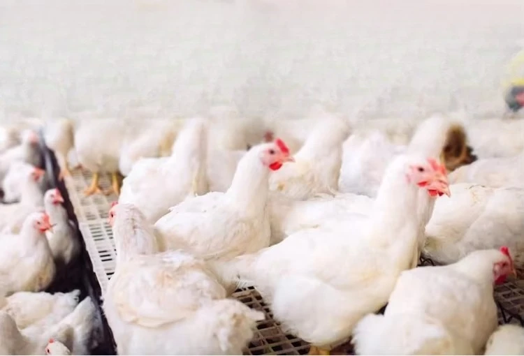 Portable 12000kcal/h Poultry Brooder Layer Broiler Raising System Air Conditioner Space Electric Heater for Small Chicken Farm