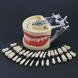 Kilgore NISSIN 200 Type Dental Typodont Model Removable Preparation Teeth 32Pcs