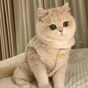 Kediler için takım elbisedeki 6 büyük satış, no. 4