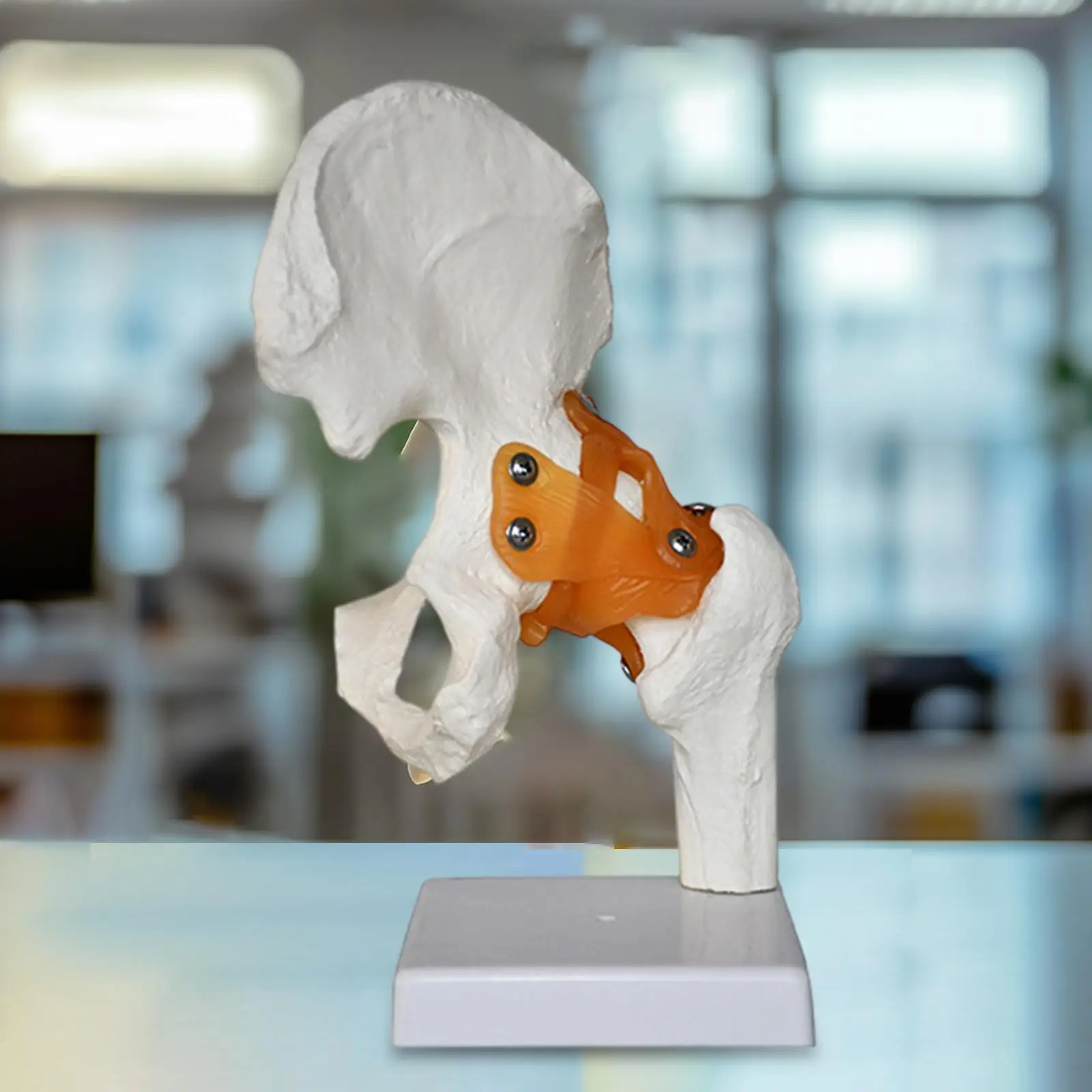 Modelo de articulación de cadera humana con ligamentos, educativo médico, ayuda de enseñanza ligera y resistente, ciencia realista para exhibición