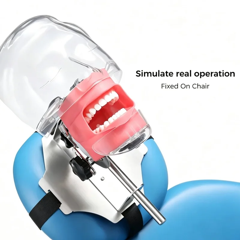 1SET Dental Simulator Mannequin Head Teaching Head Mold Typodont Tooth Model with 28 Removable Teeth for Simulations Practice