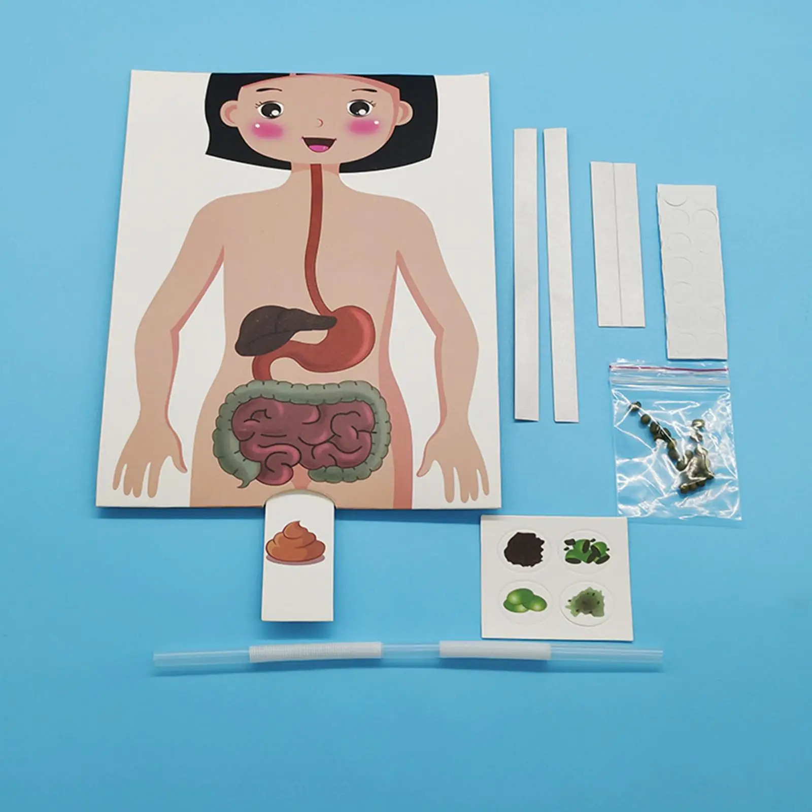 Human Digestive System Model Paper 3D Puzzle Educational Toy Multicolor Teaching Tool for School Learning
