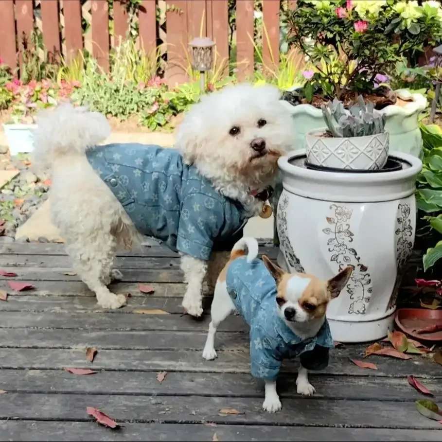 Abrigo de camisa de vaquero con patrón impreso completo, forro de mezclilla de algodón, mascota, otoño, invierno, Schnauzer, gatito, perro, perro de