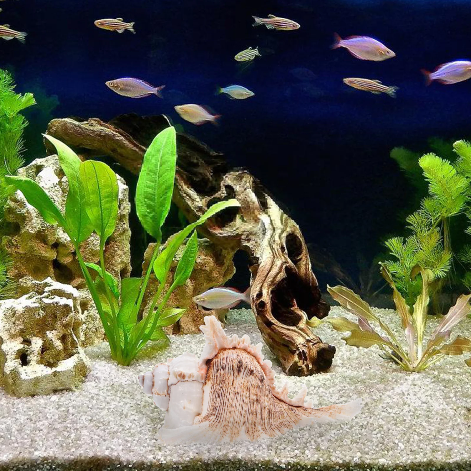 

Large Natural Conch Shell 5.5-6.2 Inch Striped Vase Filler Aquarium Fish Tank Decor Beach Wedding Decoration Large Sea Shells