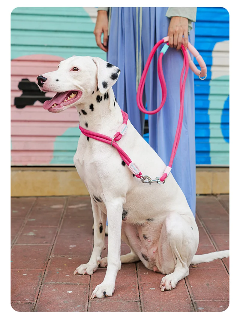 

Dual-Rope P-Chain Collar Anti-Pull Neck-Safe Design Dog Training Leash Professional Pet Walking Equipment Durable