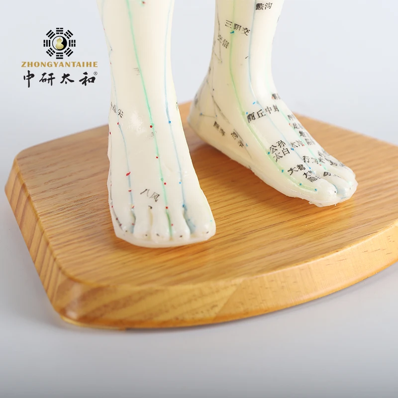 ZHONGYAN TAIHE Human Body Acupuncture Model Male Body Healthy Care Massage Model Meridians Acupuncture Point Model20 In