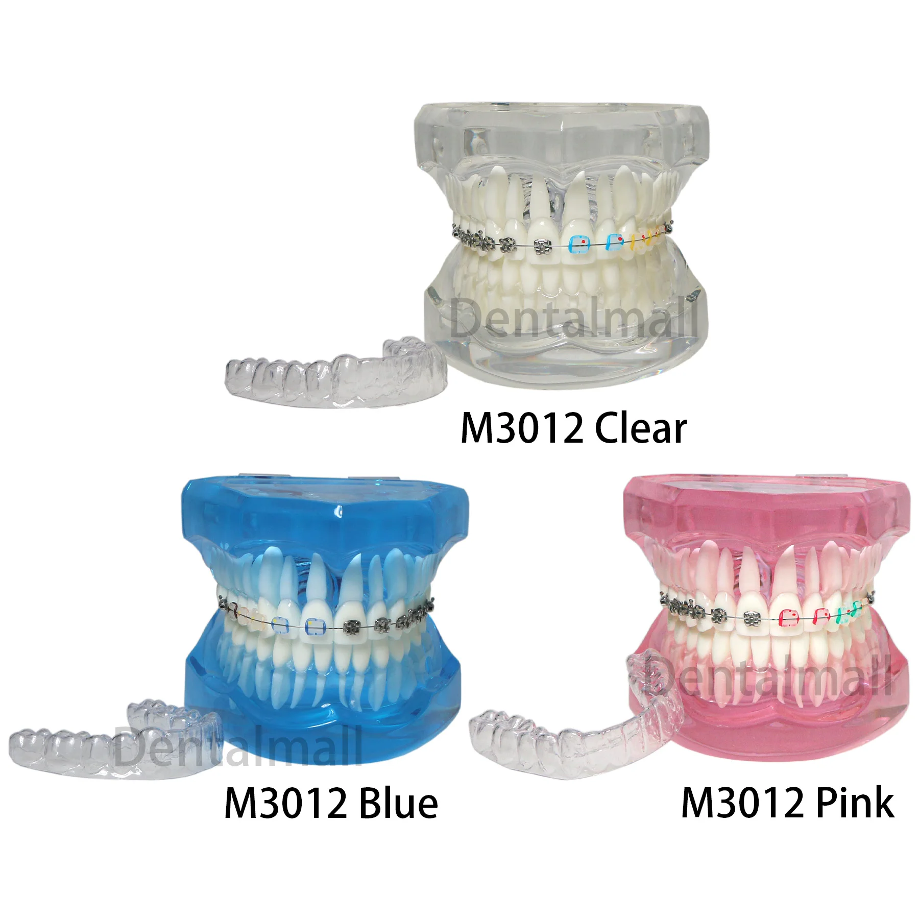 Dental Teeth Model Teaching Orthodontic with Retainer Metal Ceramic Bracket Demo M3012 Pink/Blue/Clear