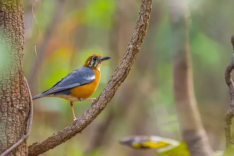 

Цифровое радиоуправляемое зарядное устройство HOTA T6 — выход постоянного тока 300 Вт, 15 А, вход PD 90 Вт, баланс заряда/разрядки 1–6S для LiPo/NiMh