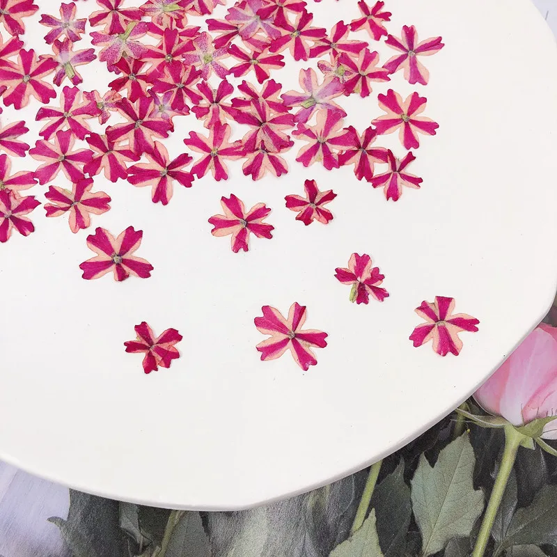 60pcs Pressed Dried Verbena Hortensis Flower For Jewelry Bookmark Postcard Photo Frame Phone Case Making Craft DIY Accessories