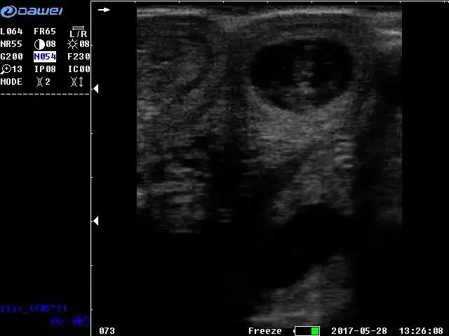 Dawei Handheld Veterinary Atlas of Equine Diagnostic Ultrasound System Machine