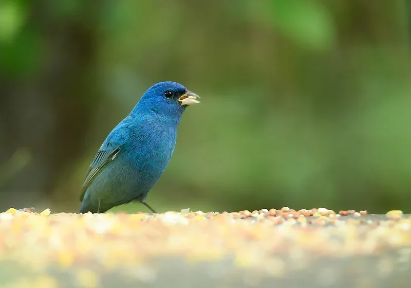 

SKYZONE COBRA SD 4.3" FPV Goggles - 5.8G 48CH Diversity RX, 800x480, Heat-Sink Fan for RC Drone