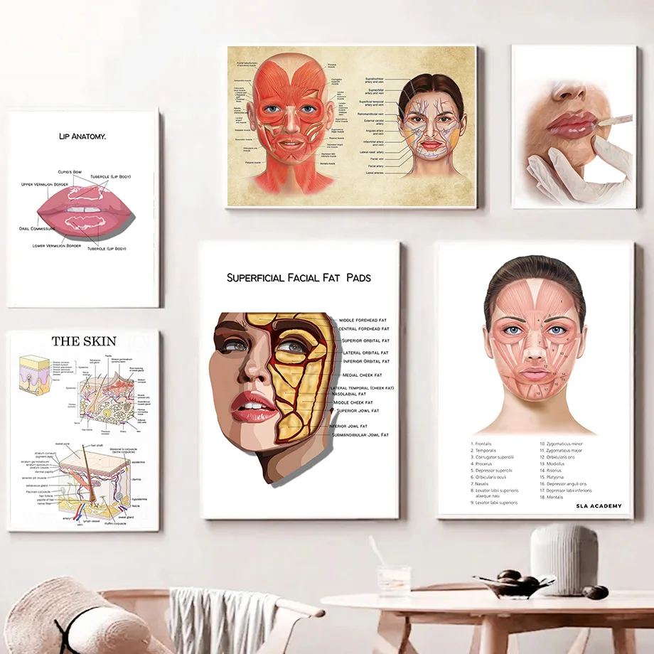 Face Lip Anatomy Muscle Hair Growth Poster Canvas Printing Wall Art Pictures Facial Medical Education Home Clinic Hospital Decor