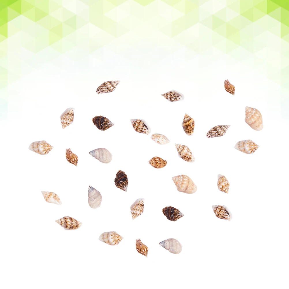 

Realistic Freshwater Beach Tank Decor Seashell For Decoration Natural Seashells Craft Beach Natural Seashells Vase