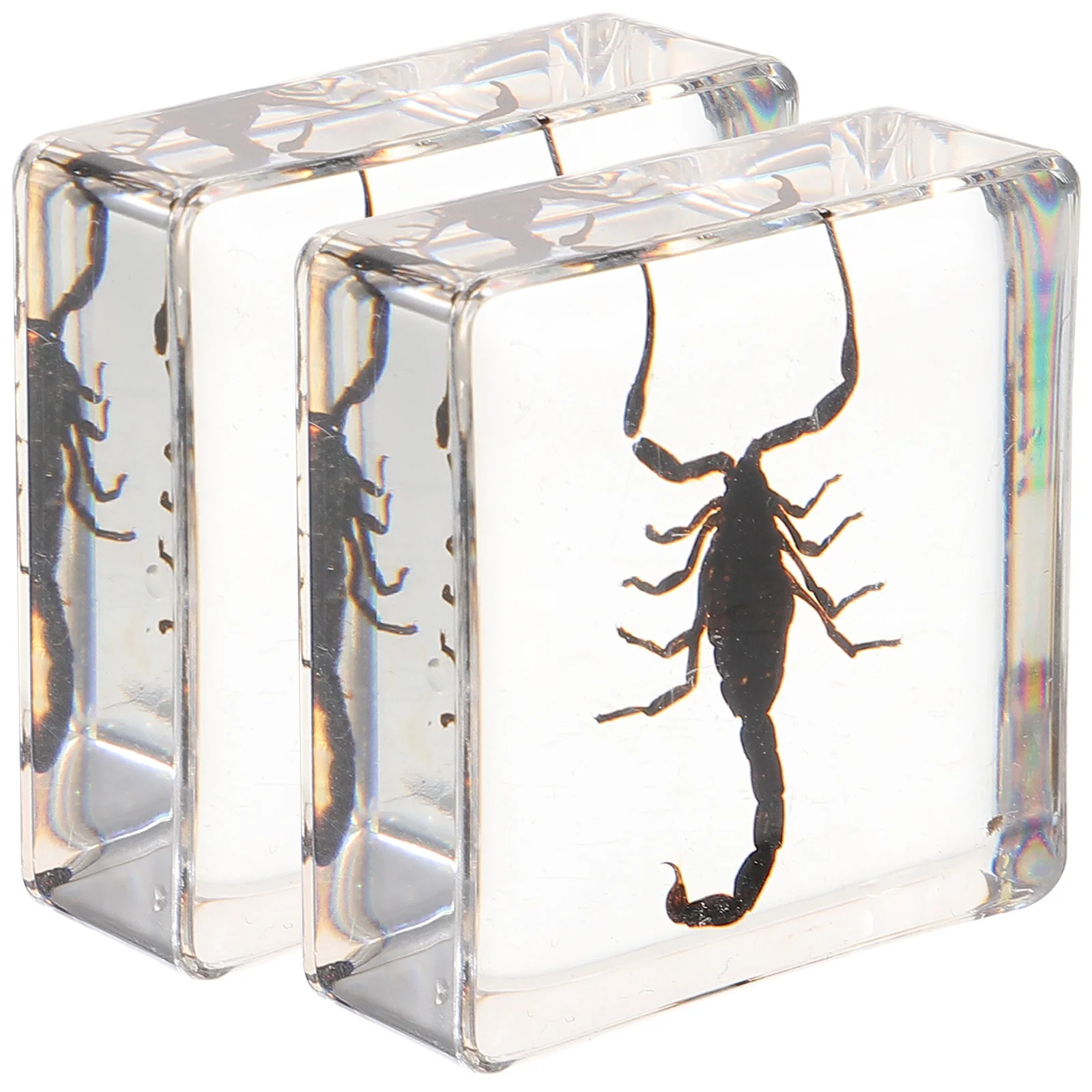 

2Pcs Resin Insect Specimen Paperweight Simple Square Resin Decoration Desktop Ornament Multi-Function