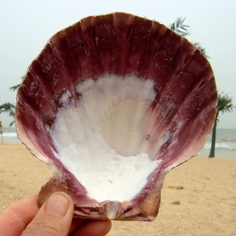 Lion Claw Oyster Natural Extra Large Thick Shell Home Decoration Scallop Shell Fish Tank Landscaping