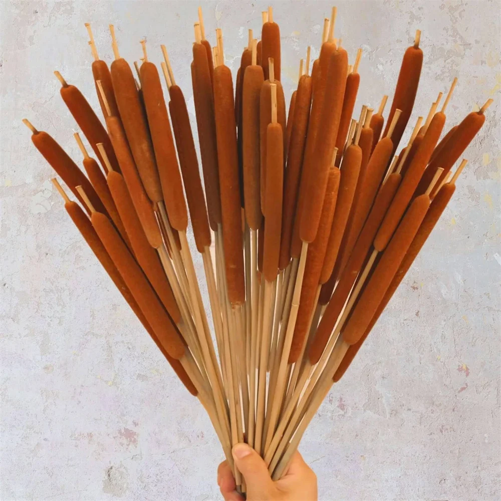 Dried Natural Brown Cattails Flowers,Real Broadleaf Pencil Cattail Stems Bundles Plant for DIY Floral Arrangements,Wedding Decor