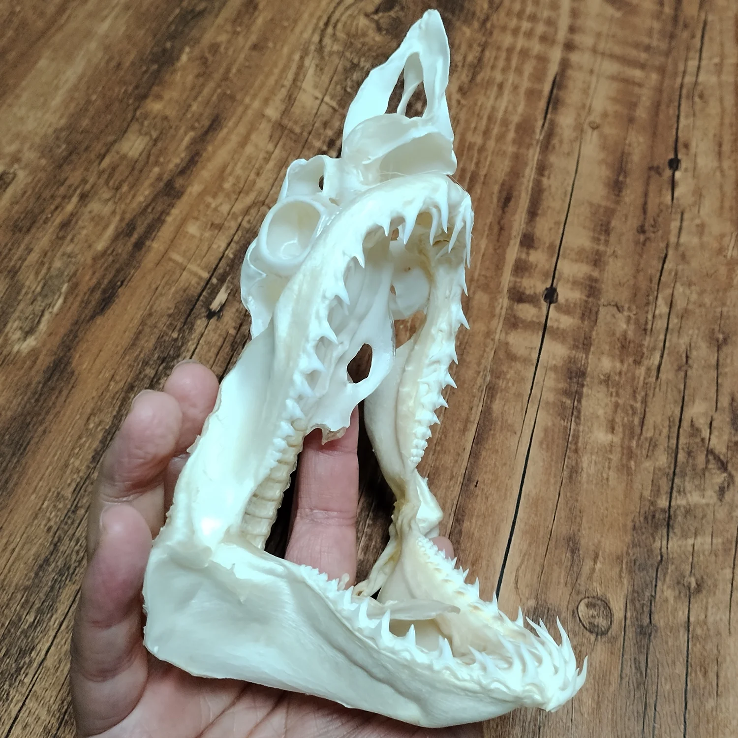 Large Fish Skull Real Deep Sea Fish Skull Animal Skeleton Specimen Model Taxidermy Science Education Collectibles Unique Gifts