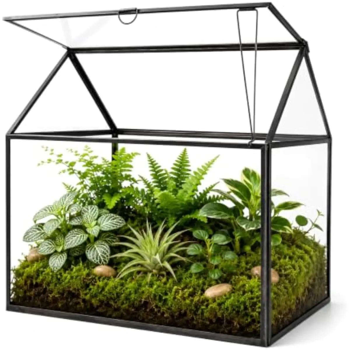 Large Rectangular Glass Terrarium with Swing Door and Ventilation – Lightweight Reinforced Greenhouse for Succulents Moss Ferns