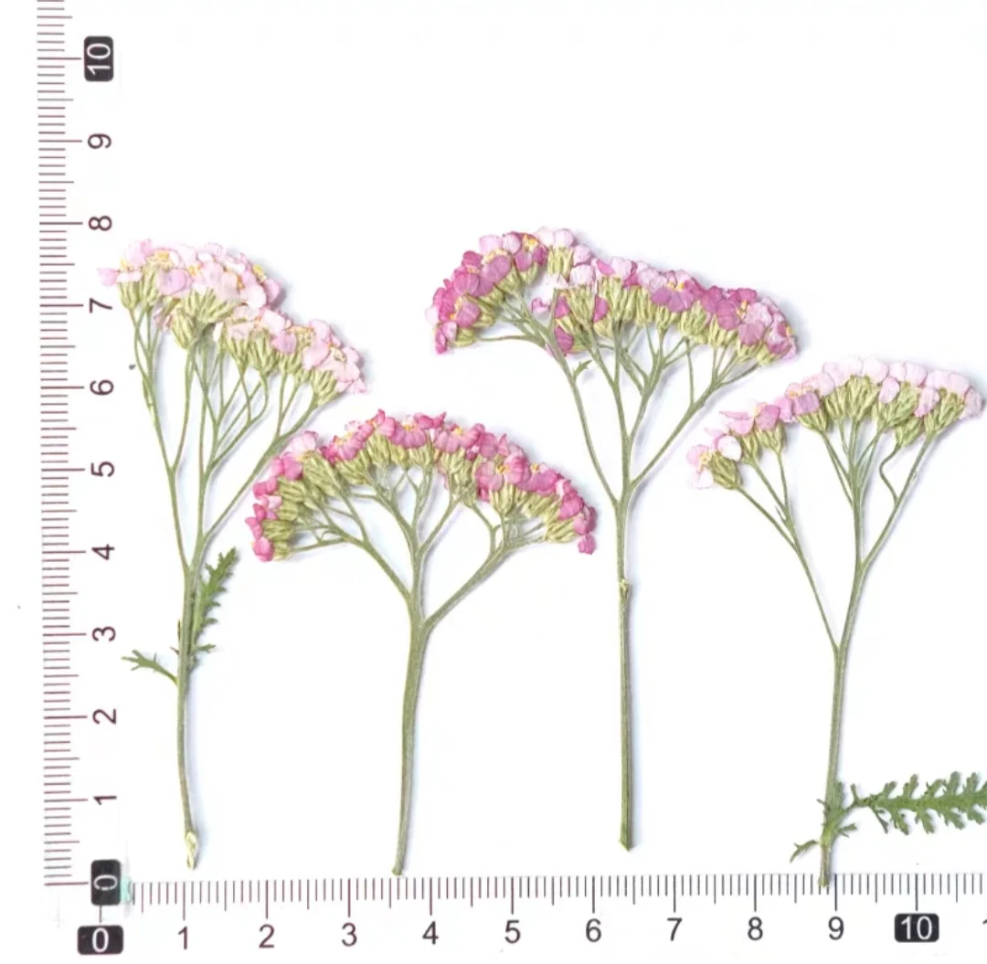 60 pçs pressionado seco yarrow achilleawilsonia flor herbário resina epóxi jóias cartão marcador quadro caso do telefone rosto maquiagem lâmpada