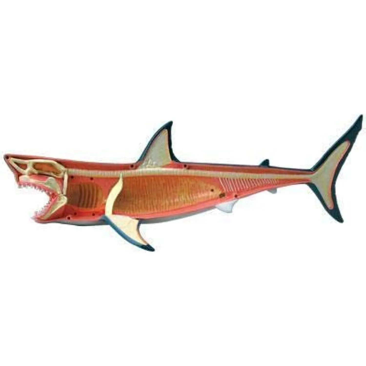 4D модель анатомии белой акулы