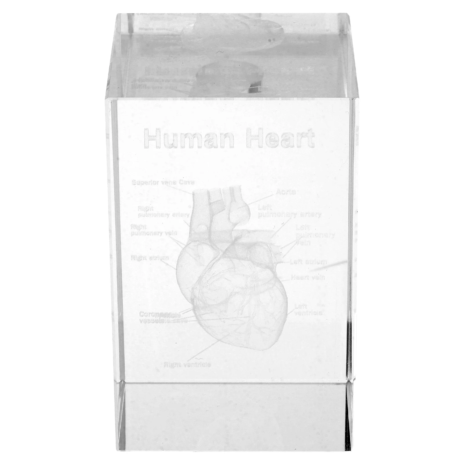 

Crystal Human Heart Anatomical Sculpture Glass Cube 3D Internal Engraving Decorative Paperweight for Education