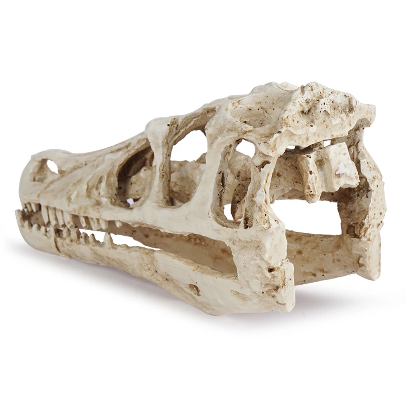 Resin Skull Velociraptor Model Dinosaur Skull Zoo Skull Specimen Display Teaching Reference Sample