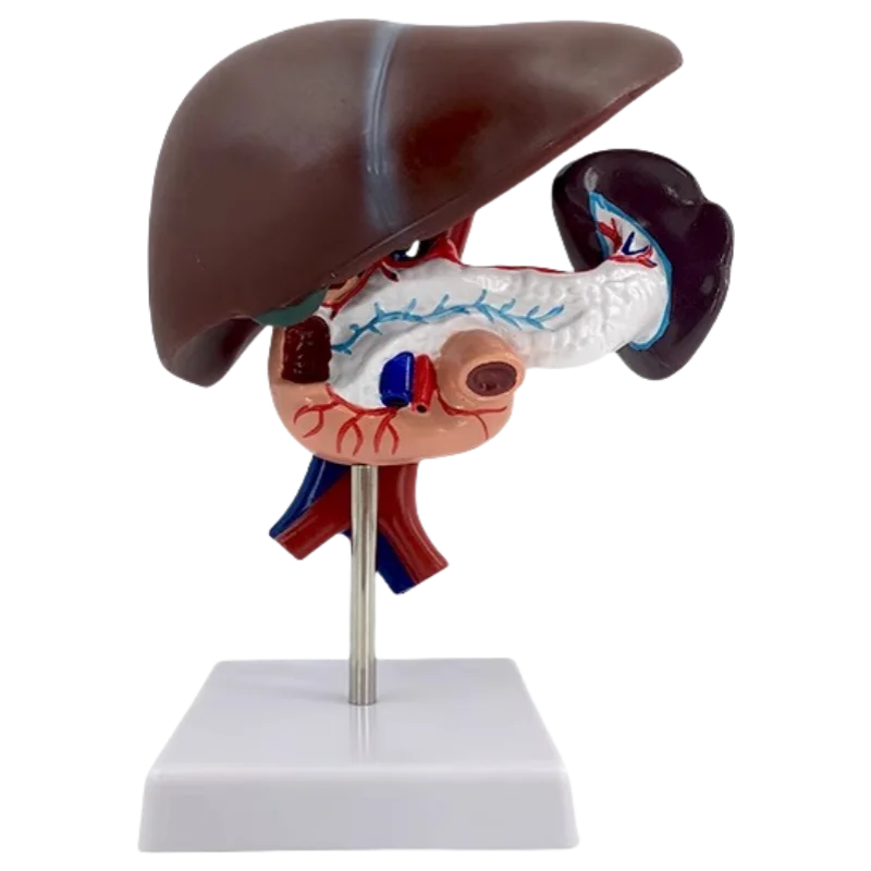

Medical Science Human Liver Model for Teaching Includes Pancreas and Duodenum