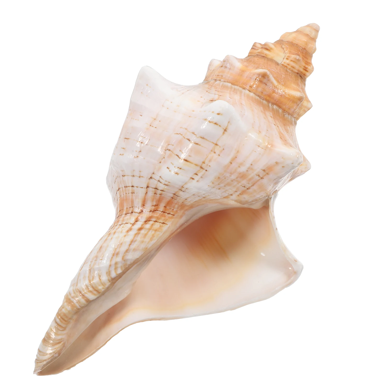 

Giant Conch Shells 6-7 Inches Natural Striped Seashells for Vase Fillers Air Plants Wedding Decor Beach Parties Aquarium Fish