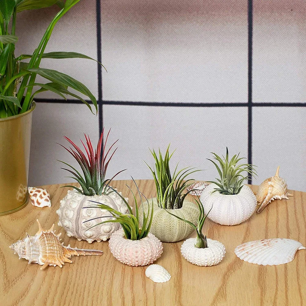 5pcs/set Natural Sea Urchin Shell for Decoration Conch Tillandsia Potted Plant Coquillage Undefined Home Decoration Accessories