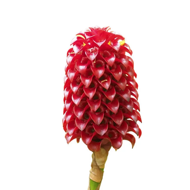 

Metal Differential and Drive Shaft Set for SCY 16101 16102 16103 16201 Pro 1/16 Brushless RC Car Upgrades Parts