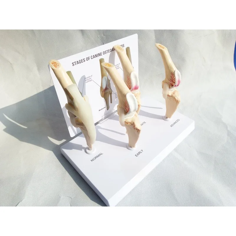 Modèle d'Anatomie Canine Artrose, Modules d'Anatomie, 4 Étapes