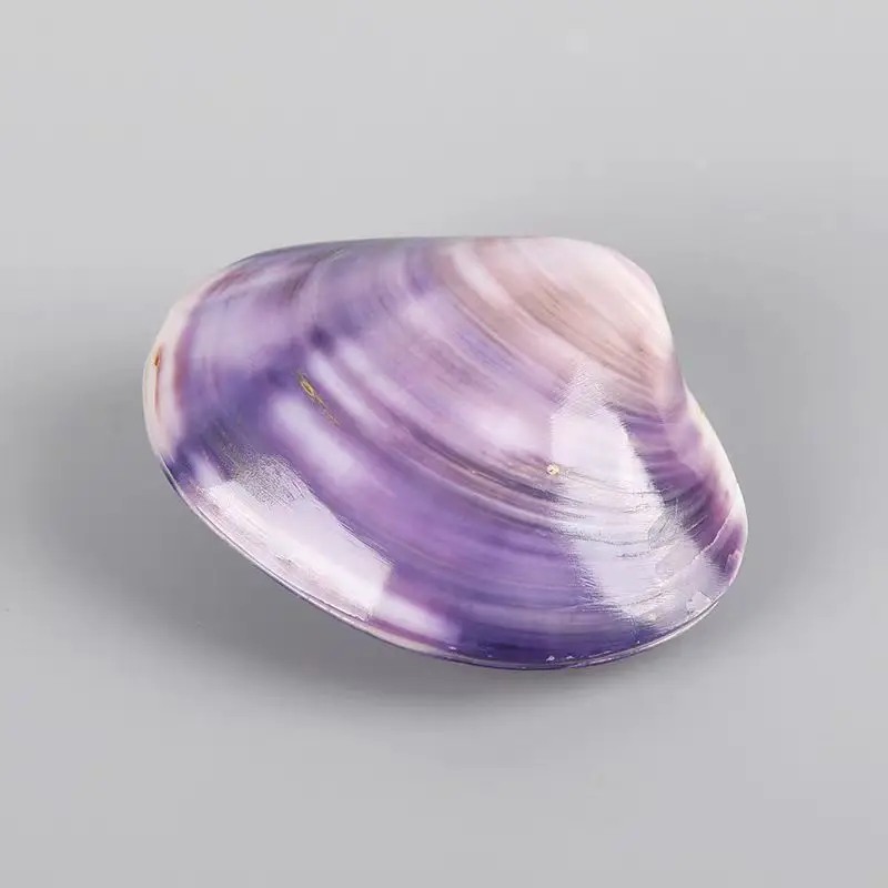New Natural Double Shell Purple Clam Conch Purple Shell Fish Tank Aquarium Landscaping Home Collection Ornament Creative Gift