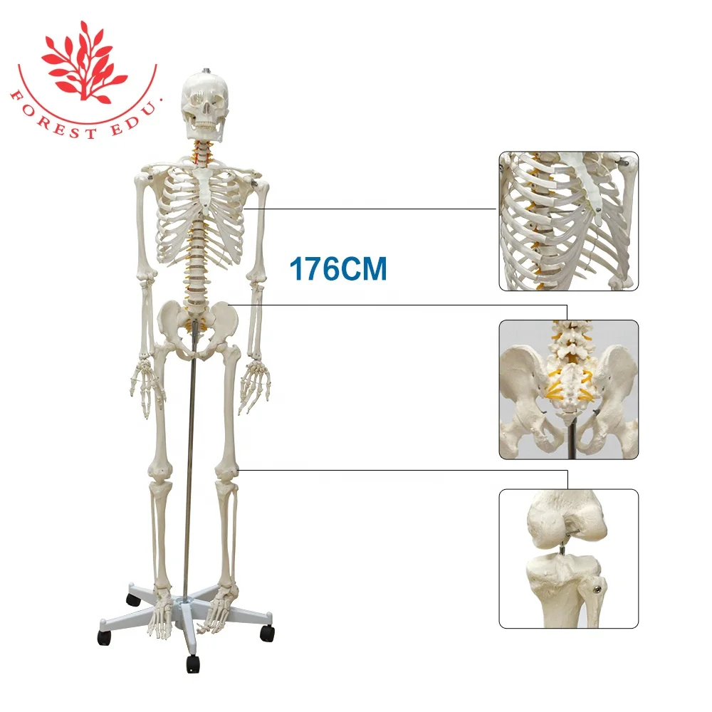 

Skeleton Model 3D Natural Size 176cm Human Whole Body Bone Medical Science FRT001 Educational Equipment