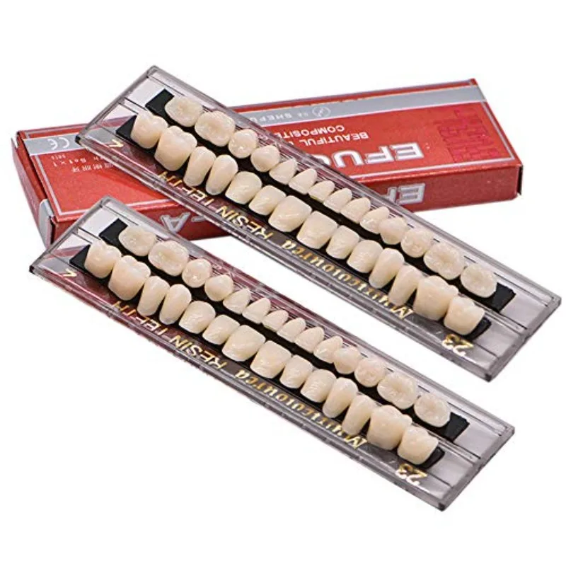 28teeth  Model Permanent Teeth Model Dental Material Resin Denture Teeth Dental Synthetic Resin Teeth Teeth Teaching
