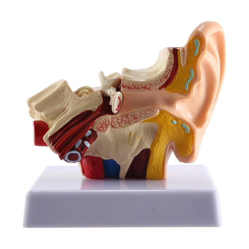 1.5X Human Ear Anatomy Model - Professional Desktop Inner Ear Structure Simulation Model For Education