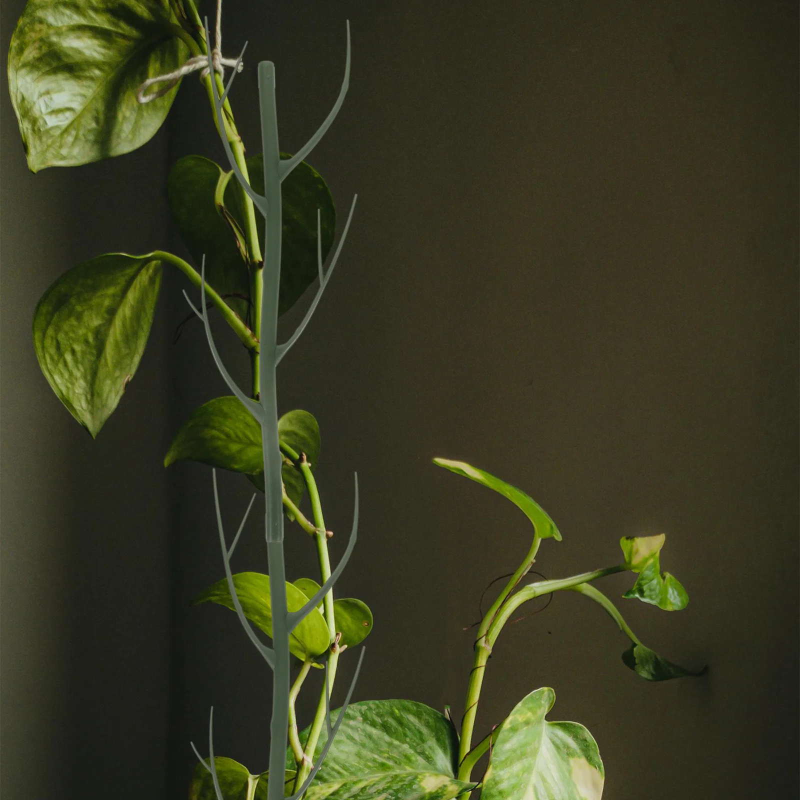 

2 pcs Plant Support Stakes Branch Shape Pp Material Garden Climbing Frame For Indoor Plants Potted Vines Roses Vegetables