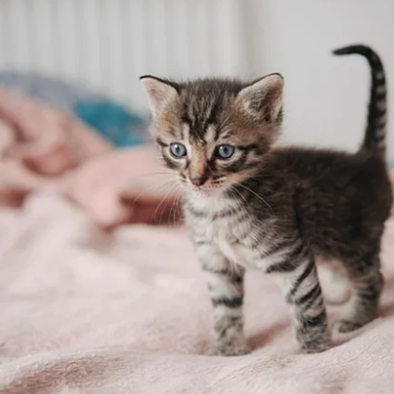 

HappyModel SE0702 2300KV 26000KV 28000KV 1S Brushless Motor for RC FPV Racing Freestyle 65mm 75mm Tinywhoop Mobula6 ELRS Drone