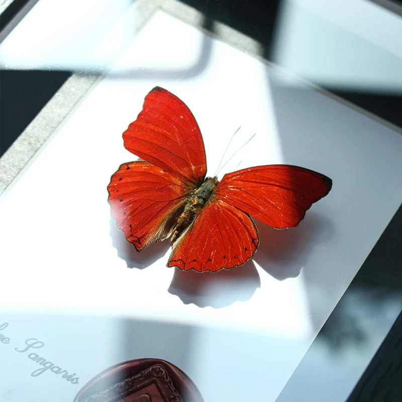 Blood Nymph Butterfly Rare Butterfly Mini Specimen Ornament Specimen Decoration Hanging Painting for Girlfriend's High-value