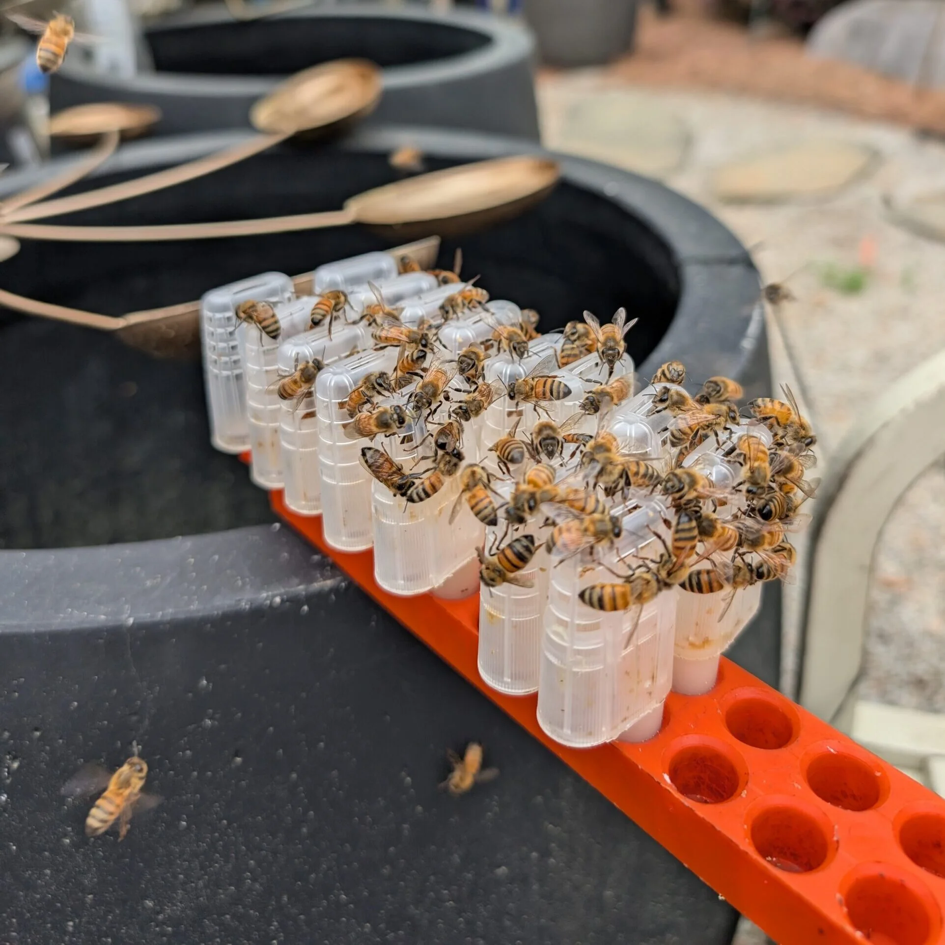 

Queen Bee Cell Cage with Transport Box Bee Moving Isolator Protection Case Queen Rearing JZBZ Shipping Bar Beekeeping Tools