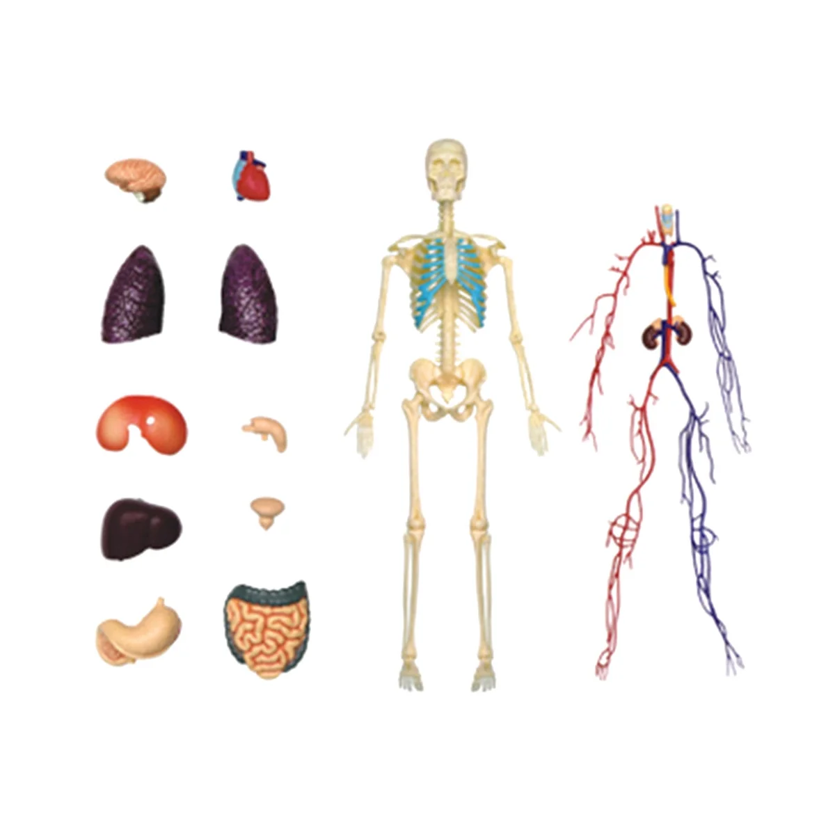 Medical-Torso Human Body Model Education Internal Organs Model for Student Teaching Study Transparent Assembling Model